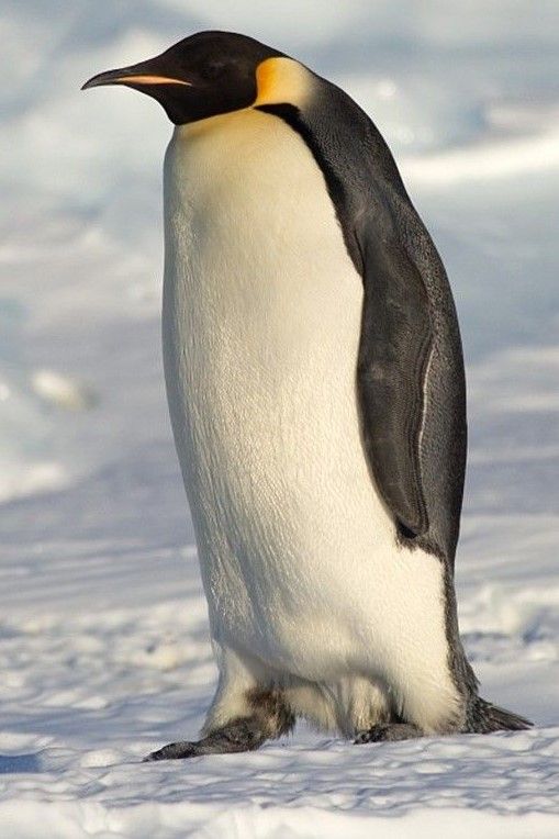 a penguin standing in the snow looking at something