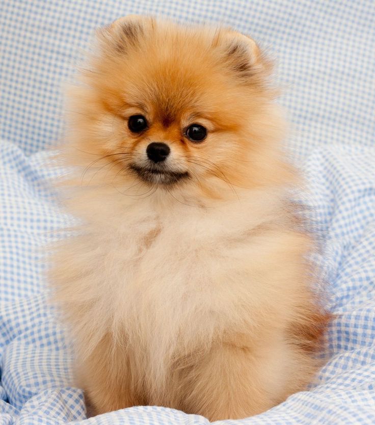 a small brown dog sitting on top of a blue and white checkered bed sheet