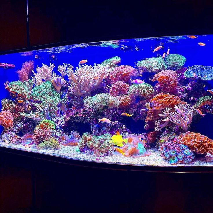 an aquarium filled with lots of different types of corals and sea creatures in it