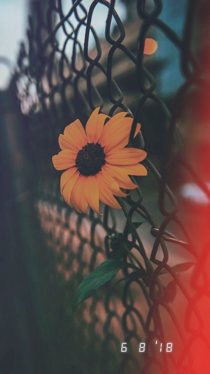 a yellow flower sitting on top of a metal fence