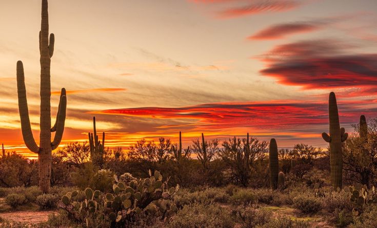 the sun is setting in the desert with many cacti