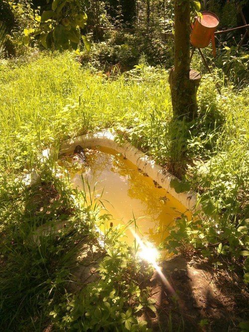 a puddle in the grass near a tree