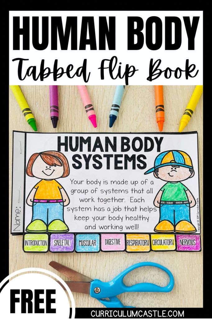 FREE human body systems tabbed flip book! Includes: skeletal, muscular ...