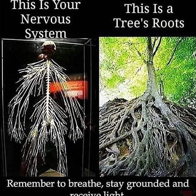 Pagan Magick, Yoga Mantras, Stay Grounded, Ancient Knowledge, Prayer Board, Tree Roots, Spiritual Healing, Empath, Nervous System