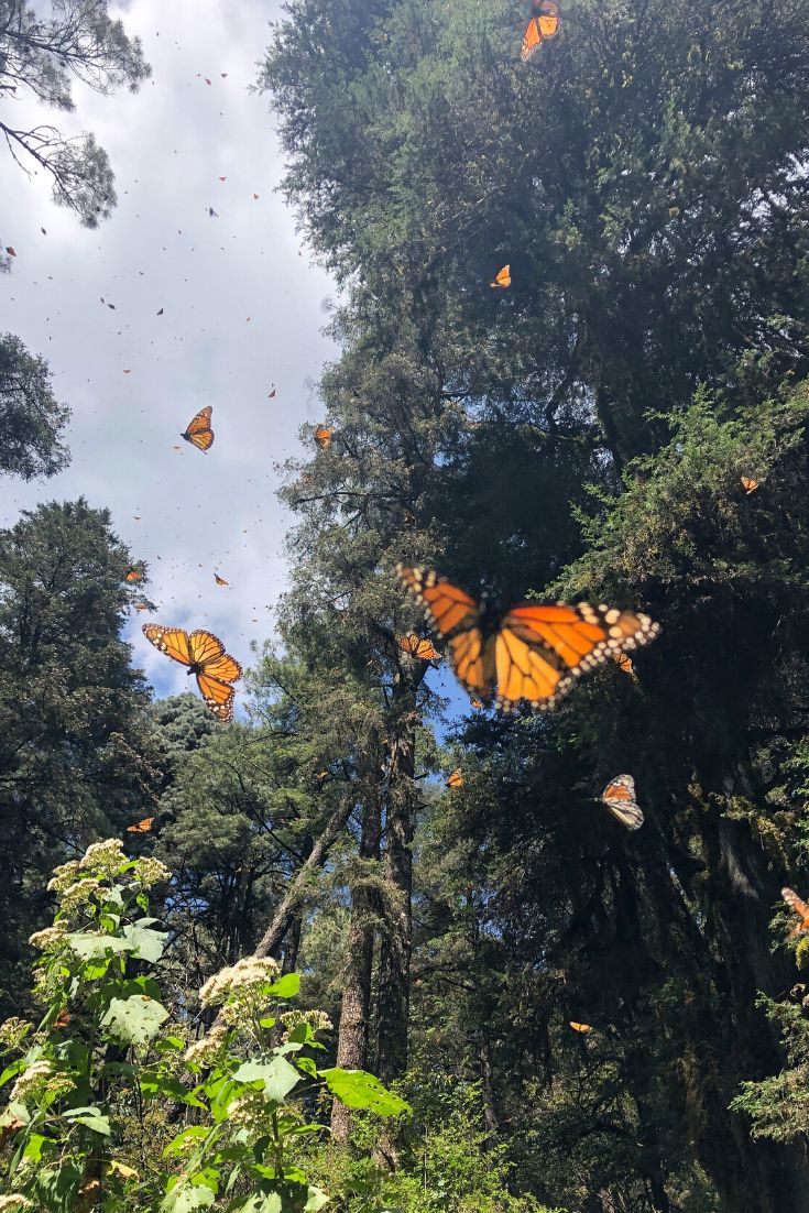 many butterflies flying in the air above trees