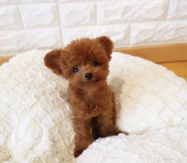 a small brown dog sitting on top of a white blanket