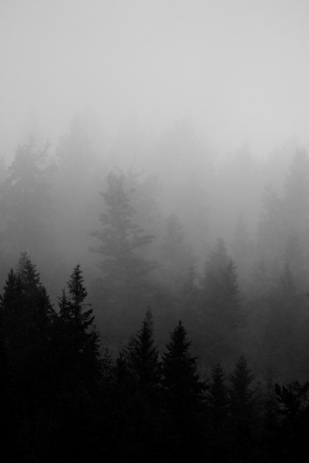 black and white photograph of trees in the fog