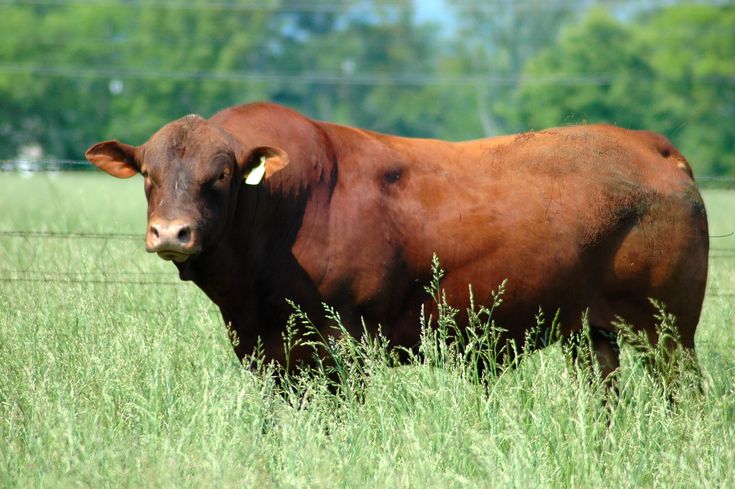 a brown cow standing on top of a lush green field next to a barbed wire fence