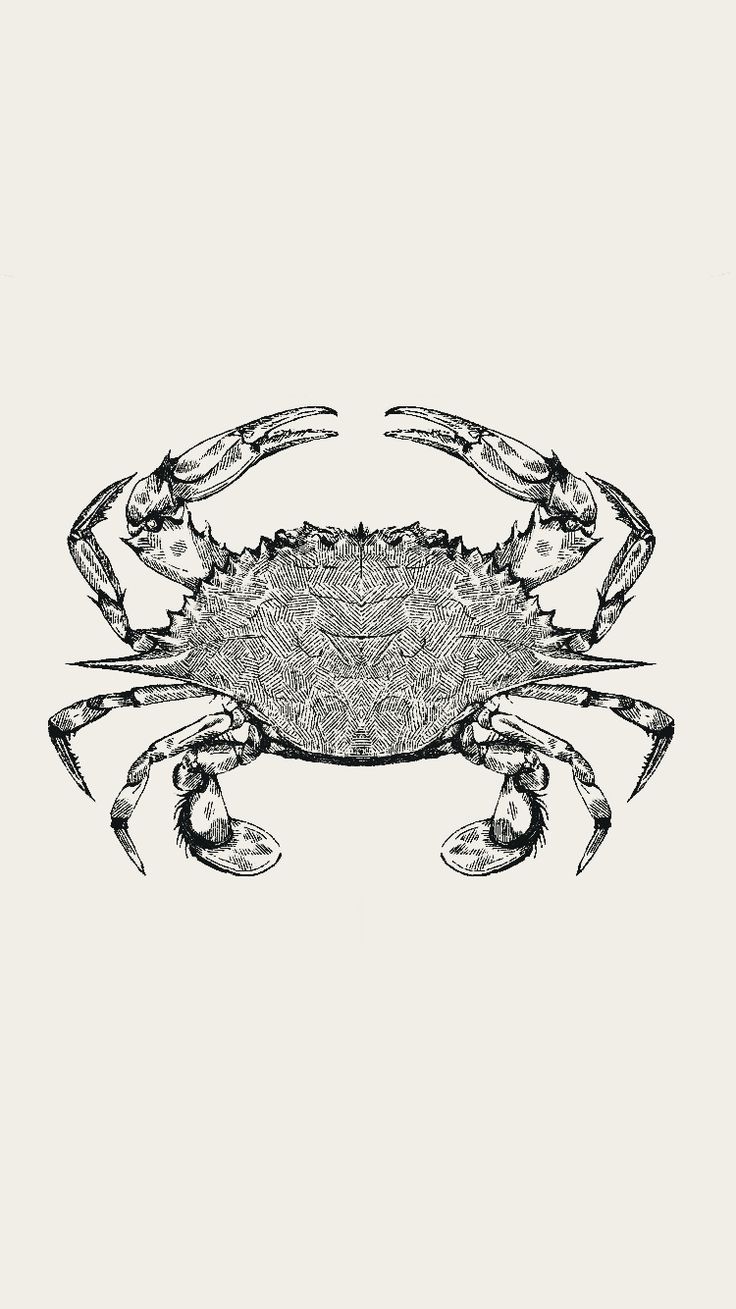 a black and white drawing of a crab