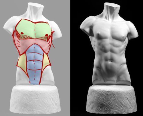 two different views of the torso and back of a male mannequin