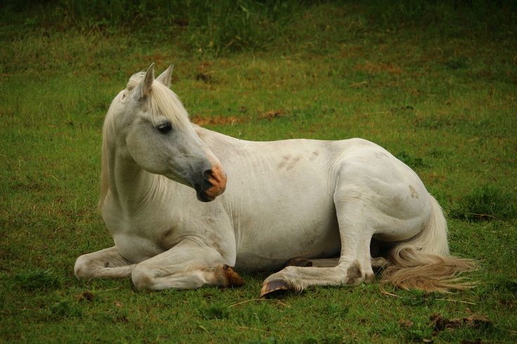 a white horse laying on top of a lush green field