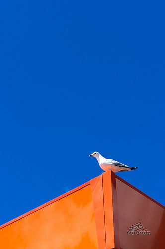 a seagull sitting on top of an orange structure with a blue sky in the background