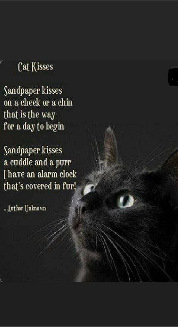 a black cat looking up at the sky with a caption below it that reads,'cat kisses sandpaper kisses on a check or chin that is the way for a day to begin