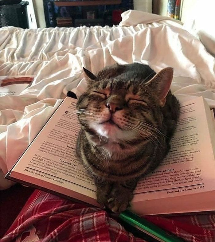 a cat laying on top of an open book with its eyes closed and tongue out