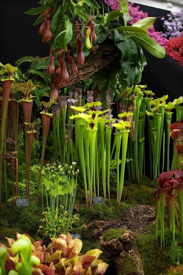 an assortment of plants and flowers are displayed in a garden area with moss growing on the ground