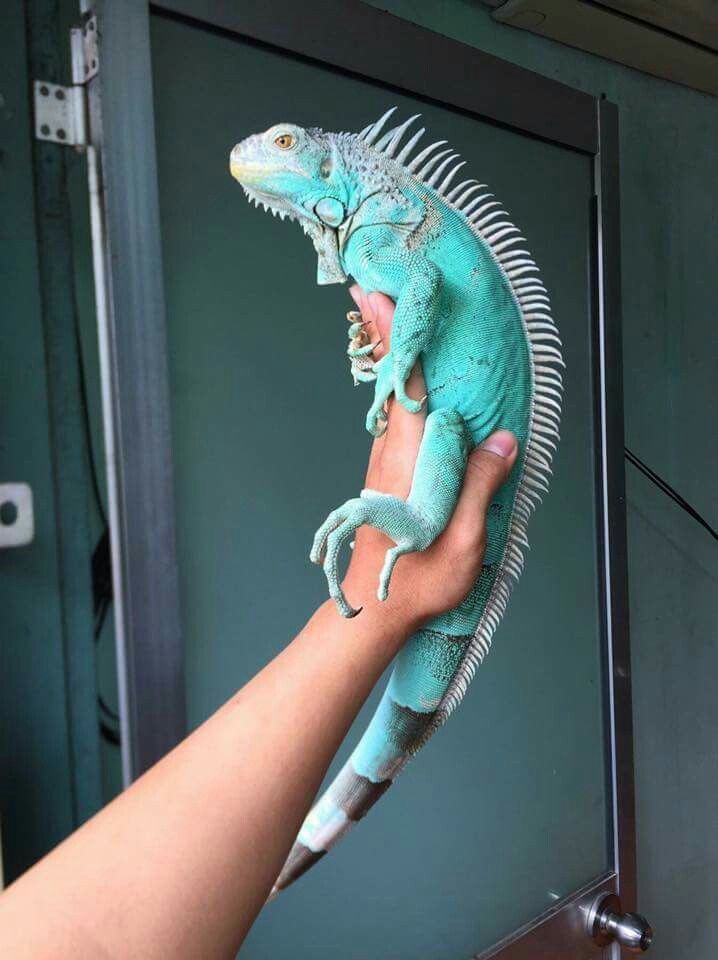 a person holding an iguana in their hand with it's mouth open