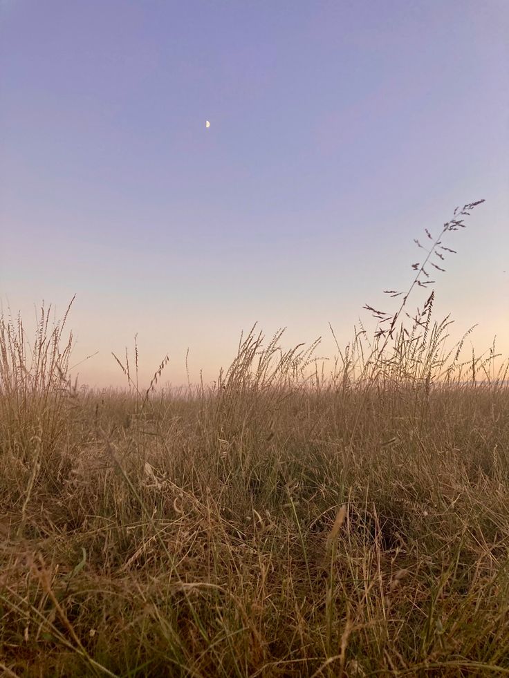 the sun is setting over some tall grass