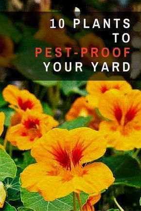 yellow flowers with the words 10 plants to pest - proof your yard on top of them