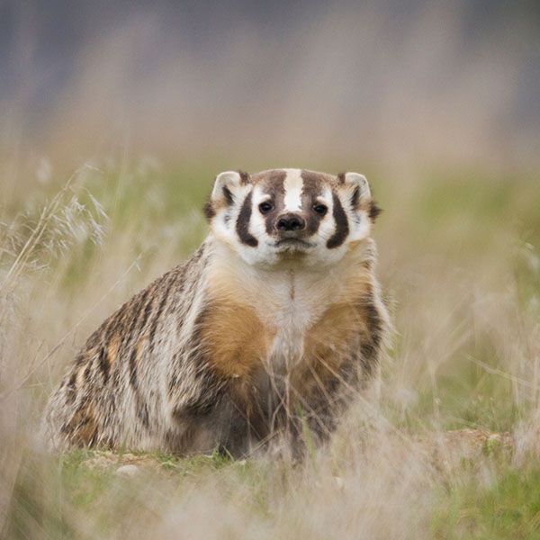 a small brown and white animal sitting in the grass