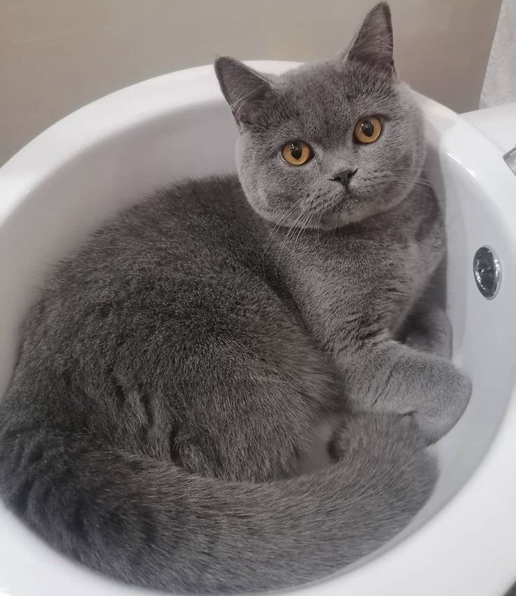 a grey cat sitting in a white toilet bowl with its paws on the edge of it