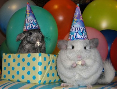 two hamsters wearing birthday hats in front of balloons