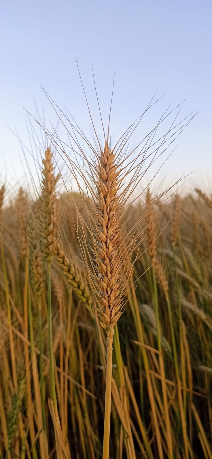 a close up of a wheat field with blue sky in the background