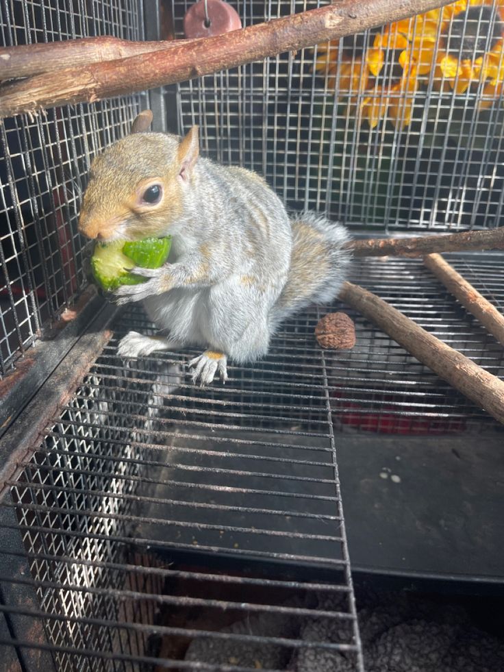 a squirrel eating an apple in a cage