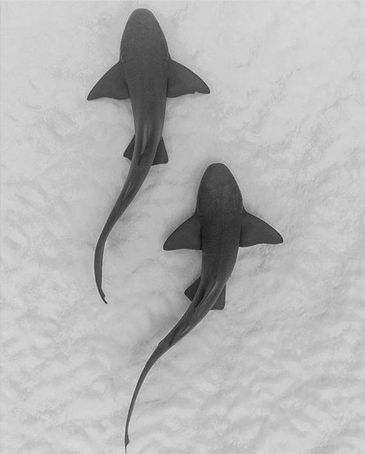 two black and white sharks in the snow