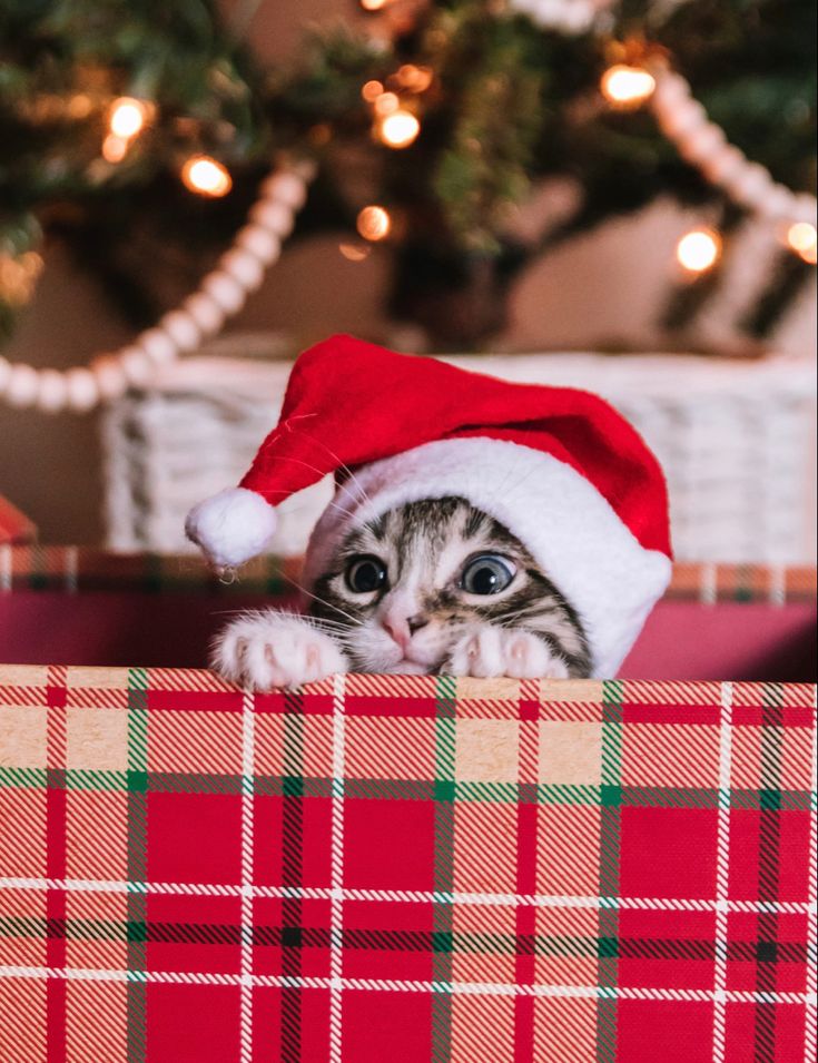 a cat wearing a santa hat peeking out from behind a christmas present