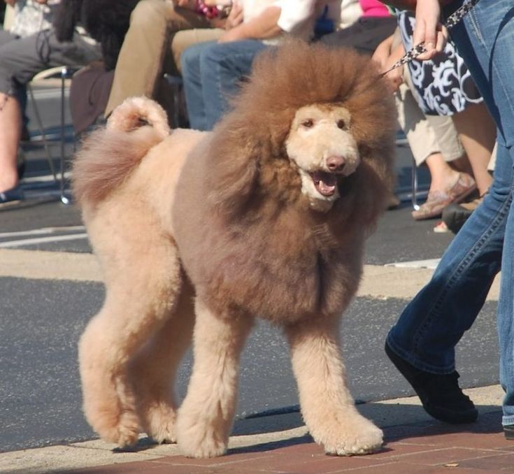 a poodle is being walked down the street