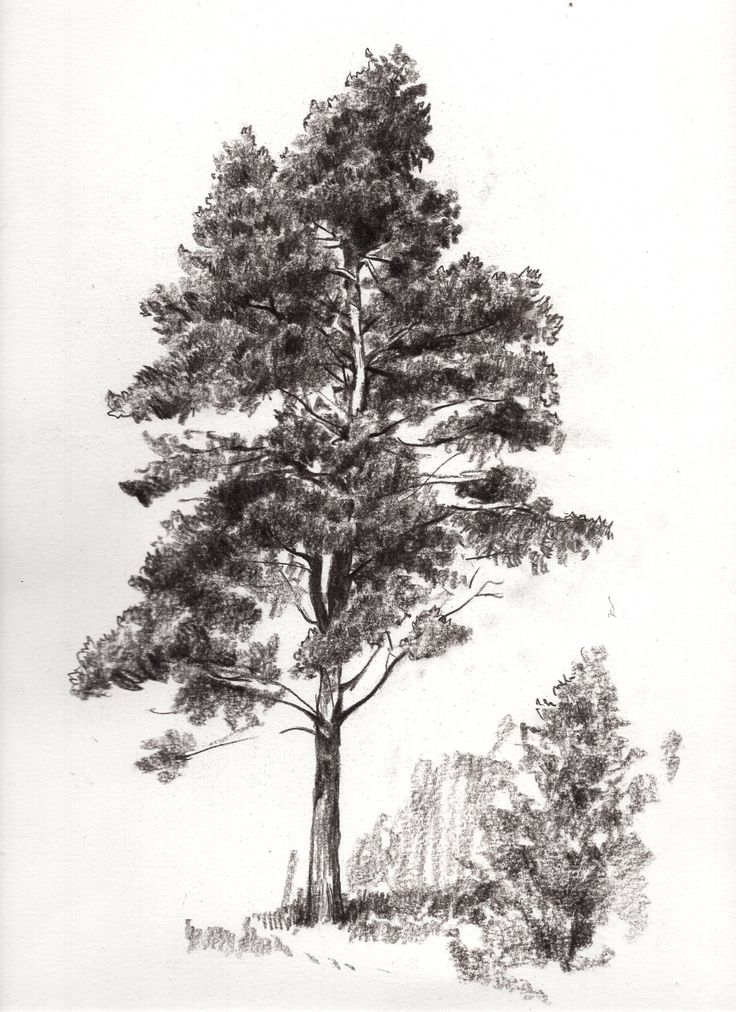 a pencil drawing of a pine tree