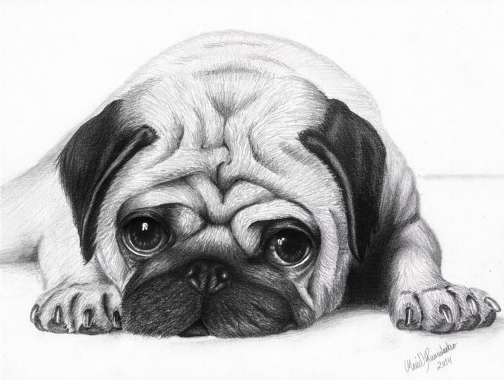 a pencil drawing of a pug laying down