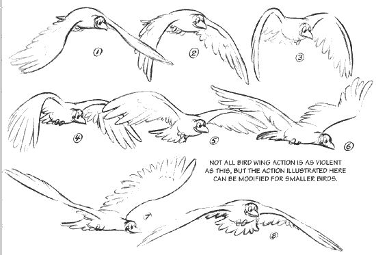 the instructions for how to draw birds in different poses and positions, including their wings