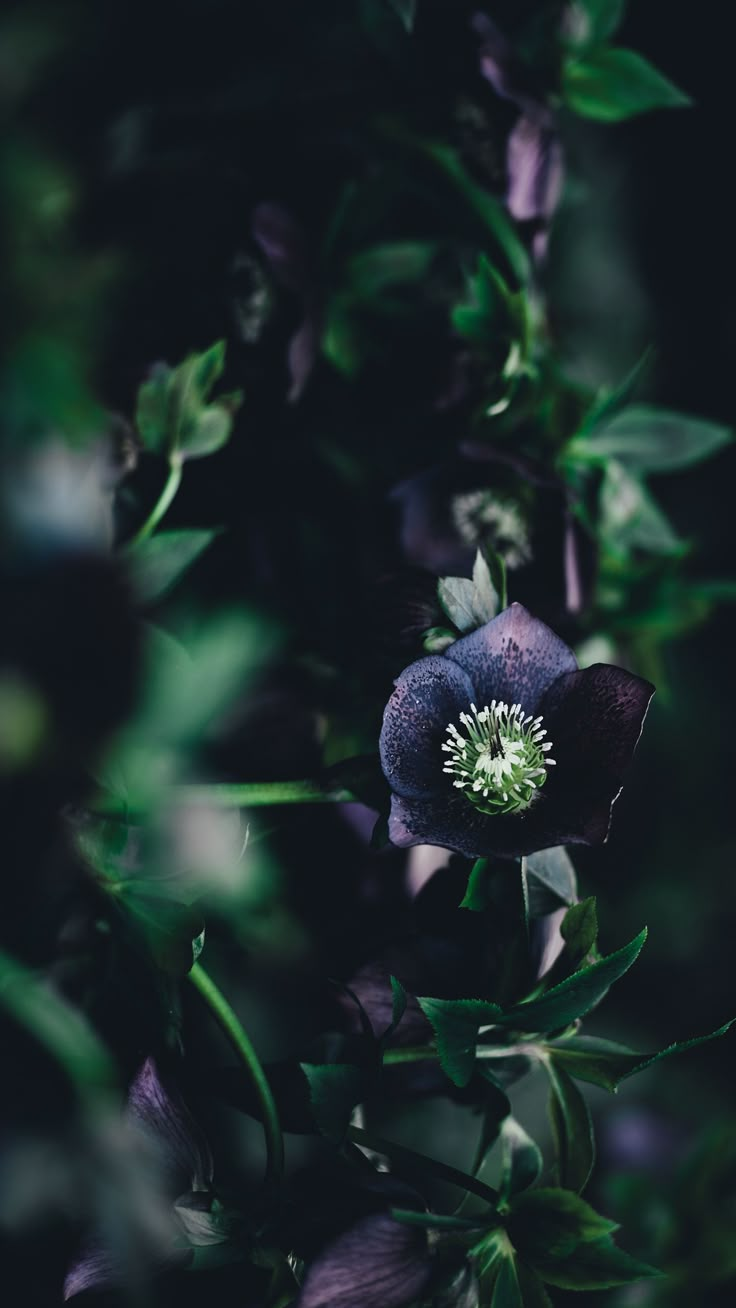 a purple flower with green leaves in the foreground and a dark background behind it