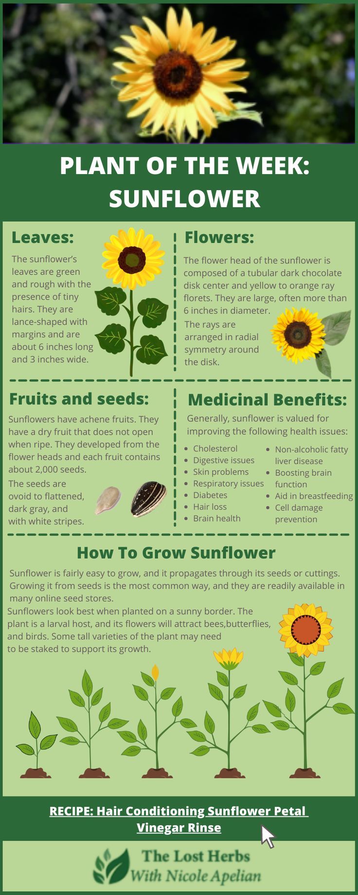 an info sheet with sunflowers and other plants