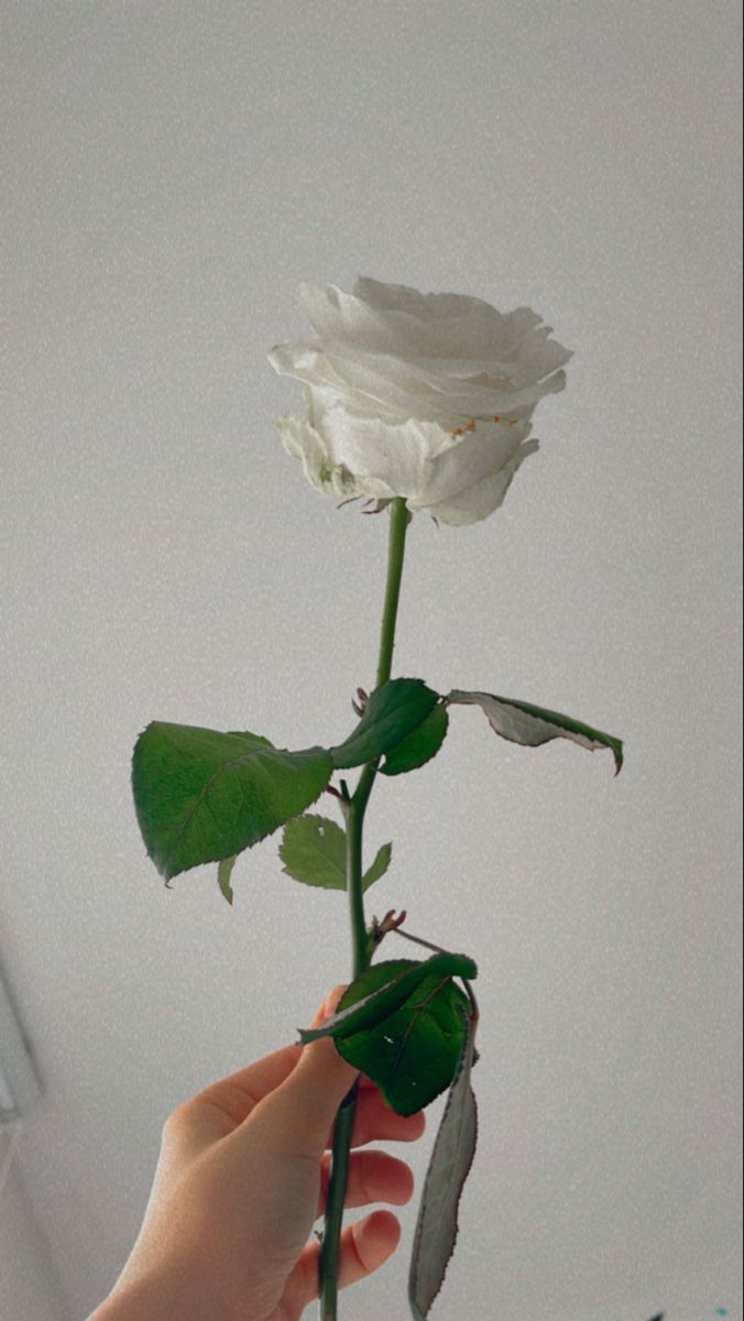 a person holding a white rose in their hand