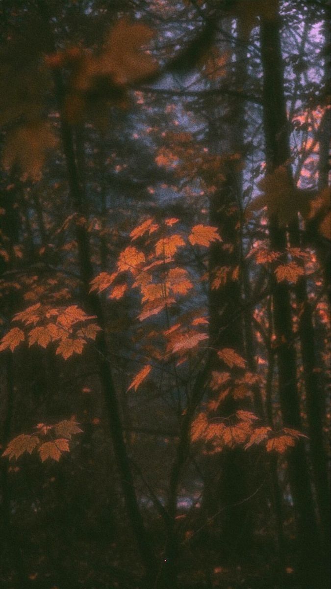 trees in the woods with orange leaves on them