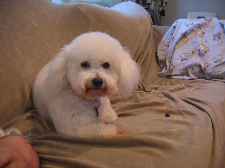 a small white dog sitting on top of a couch