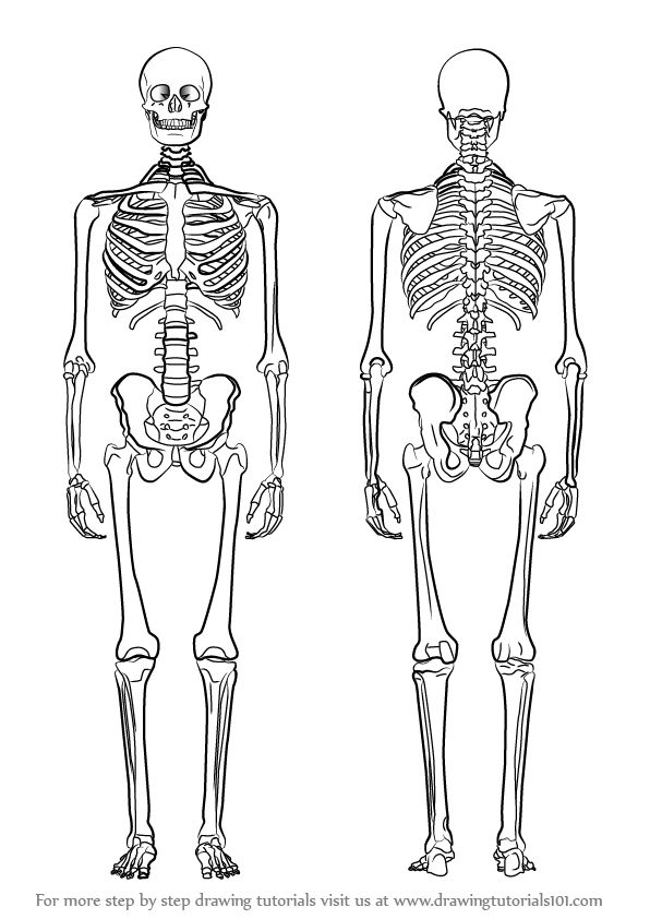 the human skeleton is shown in black and white, with two different sections labeled on each side