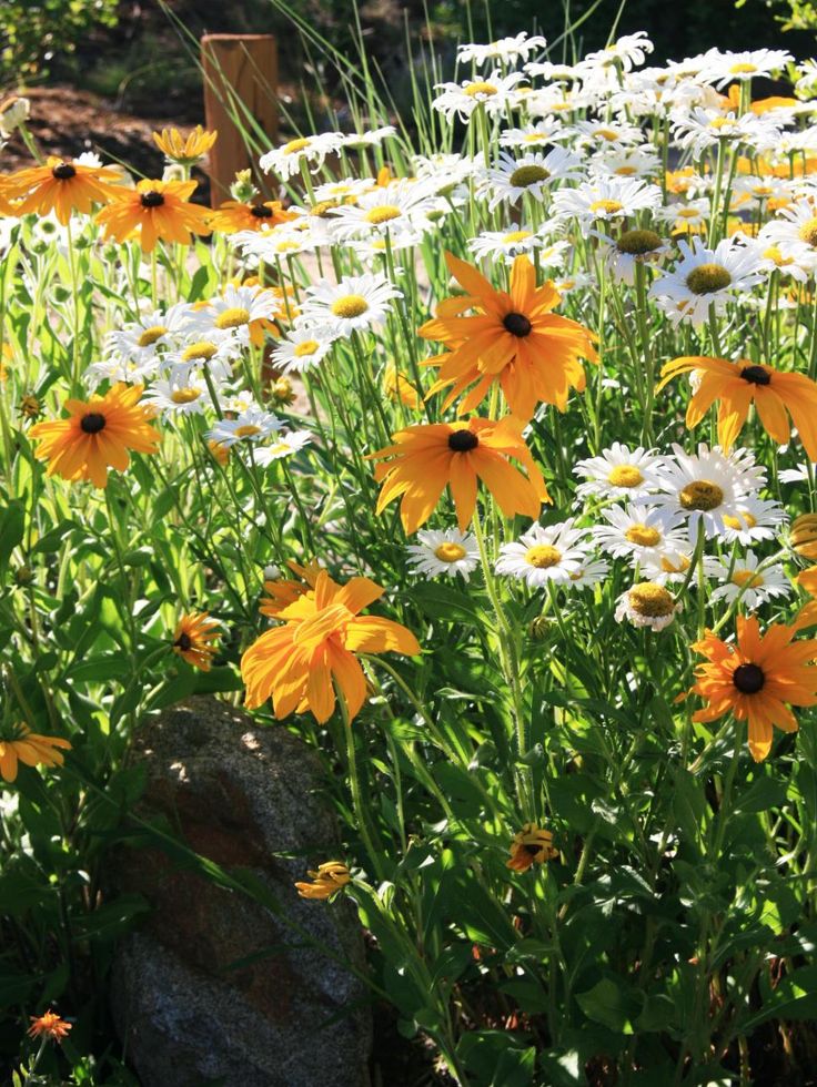 many yellow and white flowers in a garden