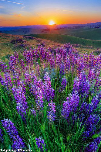 the sun is setting over a field full of purple flowers