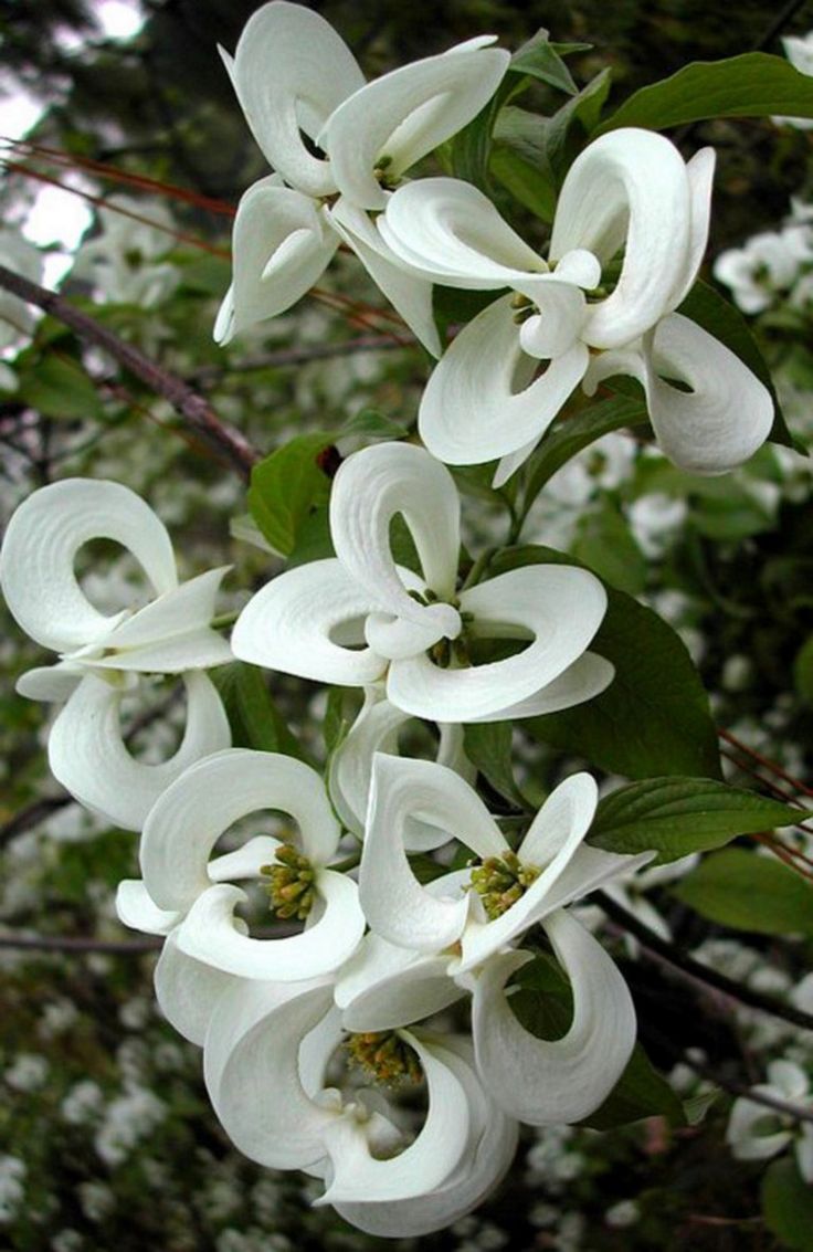 white flowers are blooming on a tree branch