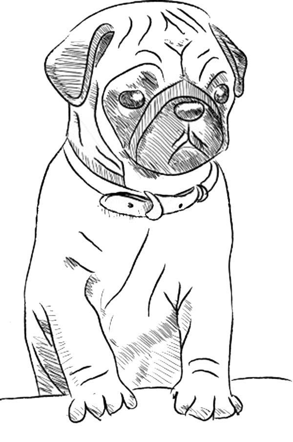 a drawing of a pug dog sitting down