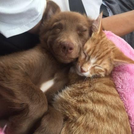 a dog and cat are sleeping together on a pink blanket while someone is holding it