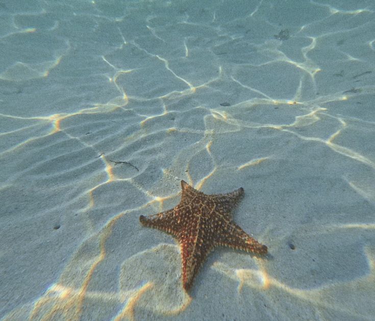 a starfish in shallow water on the beach