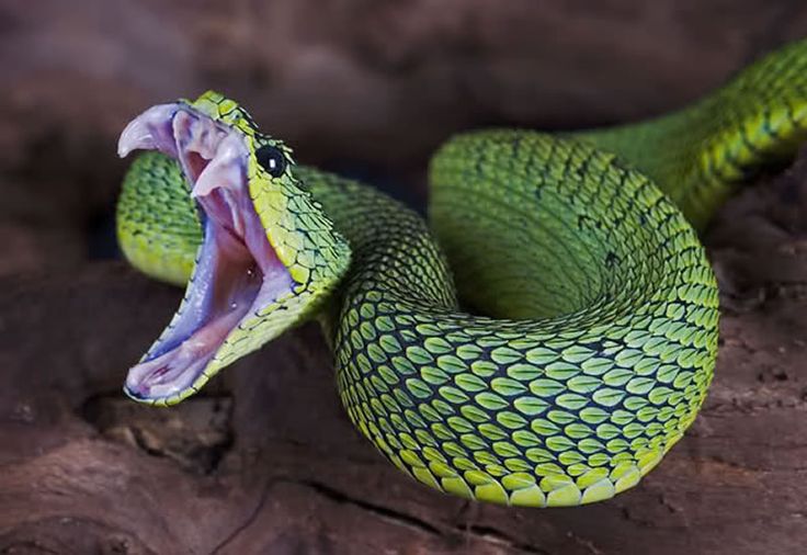 a large green snake with its mouth open