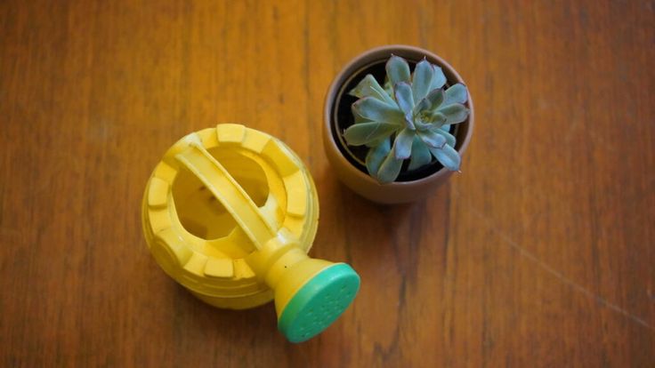 a small potted plant sitting next to a yellow plastic toy