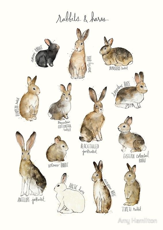 rabbits and hares are shown in this watercolor illustration