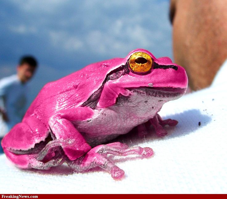 a pink frog sitting on top of a white surface next to a man in the background