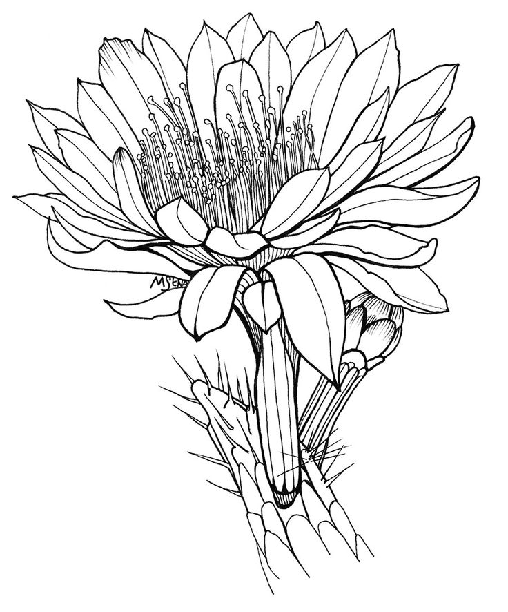 a black and white drawing of a flower